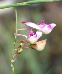 Polygala refracta