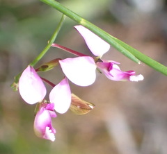 Polygala refracta