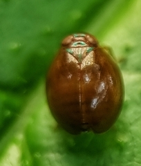 Hemisphaerius