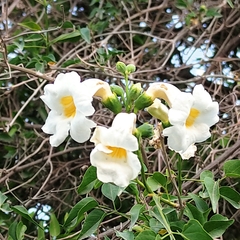 Amphilophium carolinae