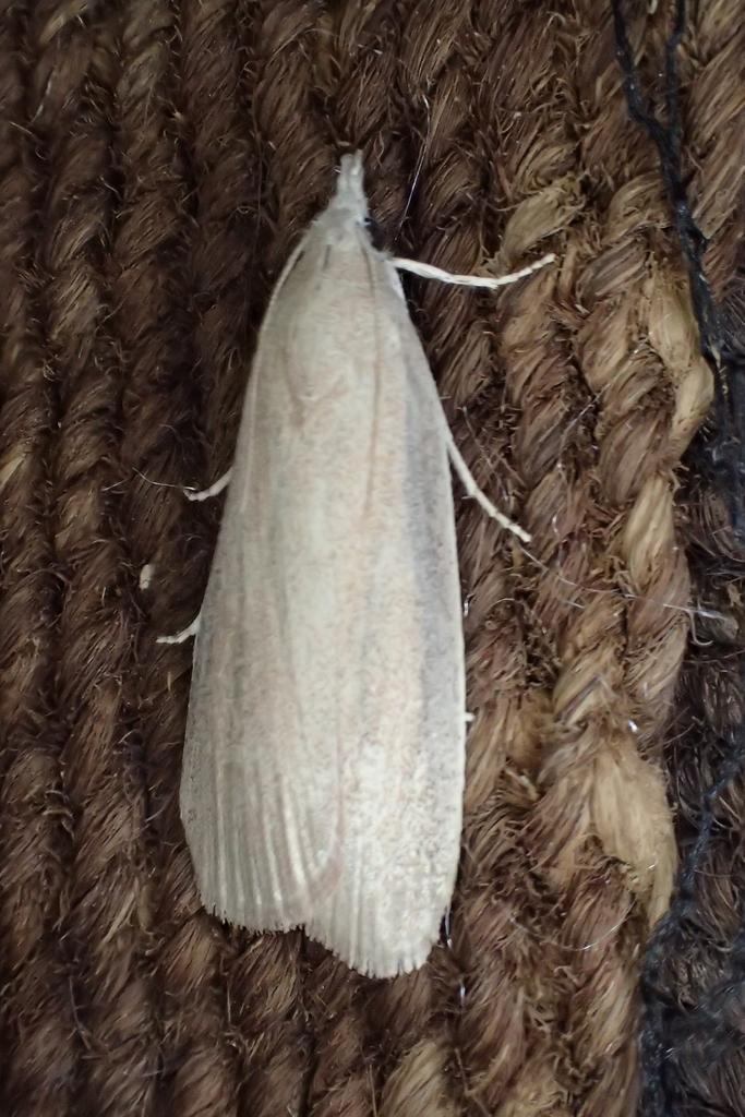 Large Date Moth