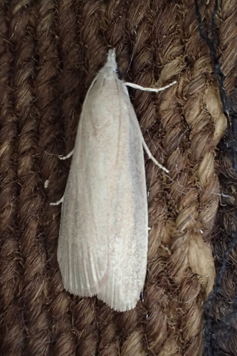 Large Date Moth