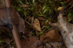 Glaucocharis leucoxantha