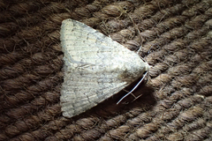 Pandesma robusta