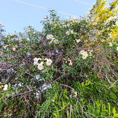 Amphilophium carolinae