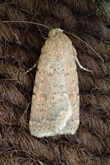 Caradrina flava