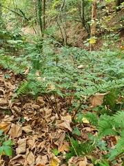 Dryopteris expansa