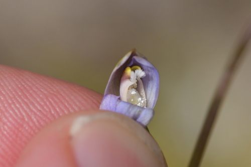 Image of Thelymitra colensoi by (c) Christopher Stephens, some rights reserved (CC BY-SA)