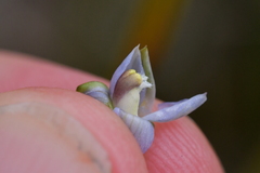 Thelymitra colensoi