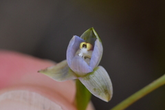 Thelymitra colensoi