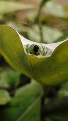Bijoaraneus mitificus