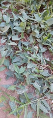 Convolvulus arvensis