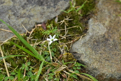 Lobelia angulata