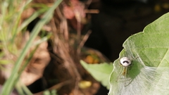 Bijoaraneus mitificus