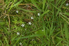 Lobelia angulata