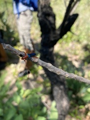 Compsocerus violaceus