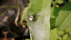 Bijoaraneus mitificus