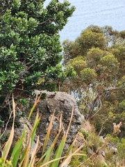 Ptyonoprogne fuligula