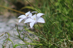 Wahlenbergia undulata