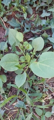 Rumex spinosus