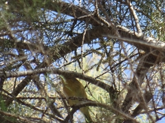 Phylloscopus canariensis