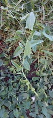 Convolvulus arvensis