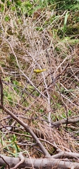 Serinus canicollis