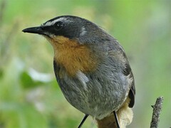 Cossypha caffra caffra