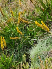 Nectarinia famosa