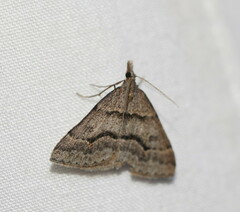 Dichromodes mesogonia