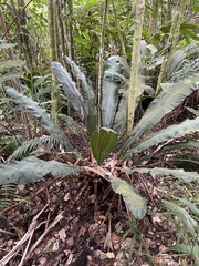 Thamnopteris