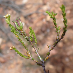 Diosma prama
