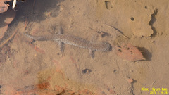 Hynobius quelpaertensis