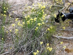 Glischrocaryon behrii