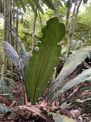 Thamnopteris