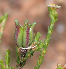 Diosma prama