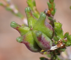 Diosma prama