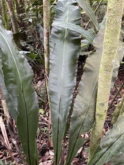 Thamnopteris