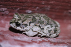 Bufotes viridis sitibundus