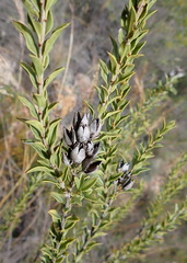 Freylinia densiflora