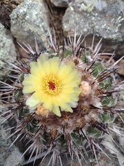 Parodia mammulosa
