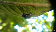 Lonchaea