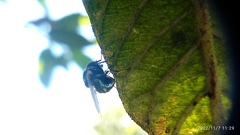 Lonchaea