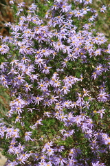 Felicia fruticosa
