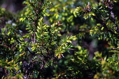 Juniperus communis depressa