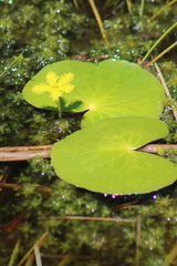 Nymphoides thunbergiana