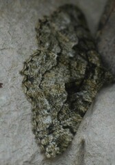 Peribatodes ilicaria