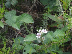 Rubus rigidus