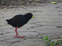 Zapornia flavirostra