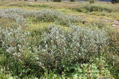 Salix glauca